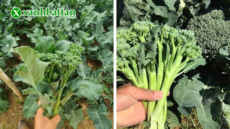 Hướng dẫn cách gieo trồng và bảo quản hạt giống cây súp lơ xanh Baby
