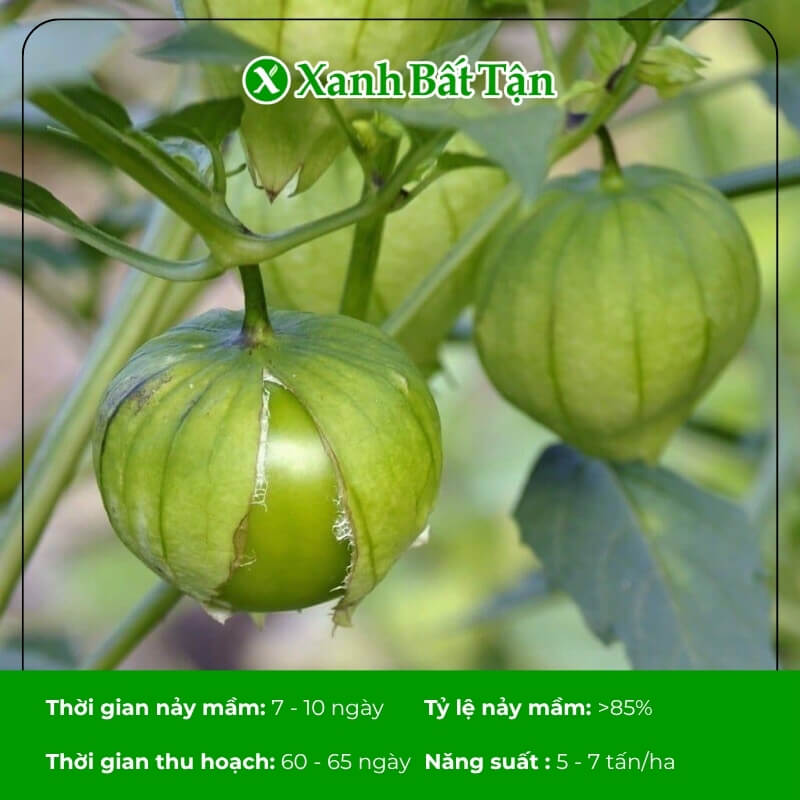 Hạt giống trái thù lù