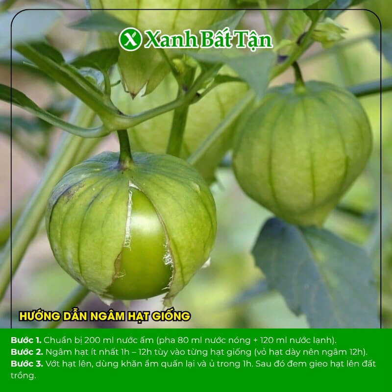 Hạt giống thù lù Phú Nông