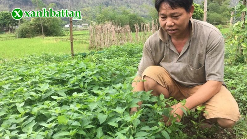 Hướng dẫn cách gieo trồng và bảo quản hạt giống cây tầm bóp