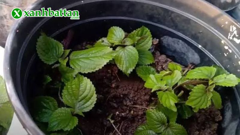 Hướng dẫn cách gieo trồng và bảo quản hạt giống cây tía tô