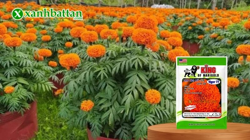 Hạt giống Vạn Thọ Mỹ Tiger 77 Cam đỏ - Cây lùn là gì?