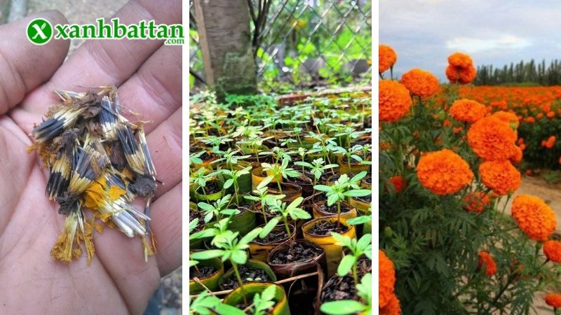 Hướng dẫn cách gieo trồng và bảo quản Vạn Thọ Mỹ Tiger 77
