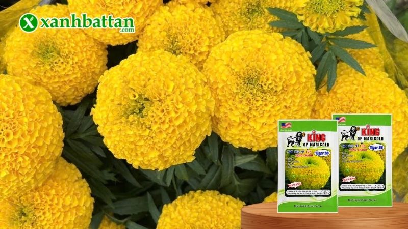 Hạt giống Vạn Thọ Mỹ Tiger 88 vàng chanh - Cây lùn là gì?