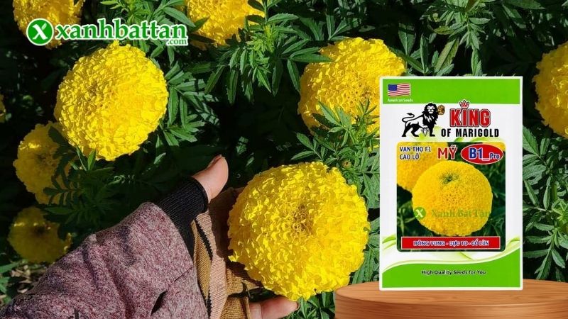 Hạt giống Hoa Vạn Thọ Rồng Vàng B1 Cao Lỡ - Bông Vung - Cổ Lùn là gì?
