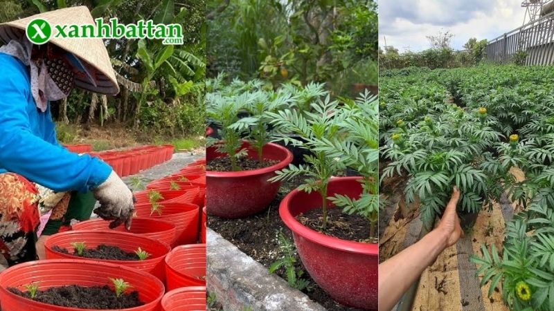 Hướng dẫn cách gieo trồng và bảo quản Vạn Thọ Rồng Vàng