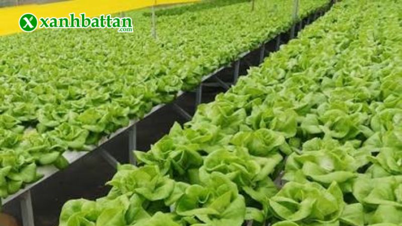 Hướng dẫn cách gieo trồng và bảo quản hạt giống cây xà lách búp đăm