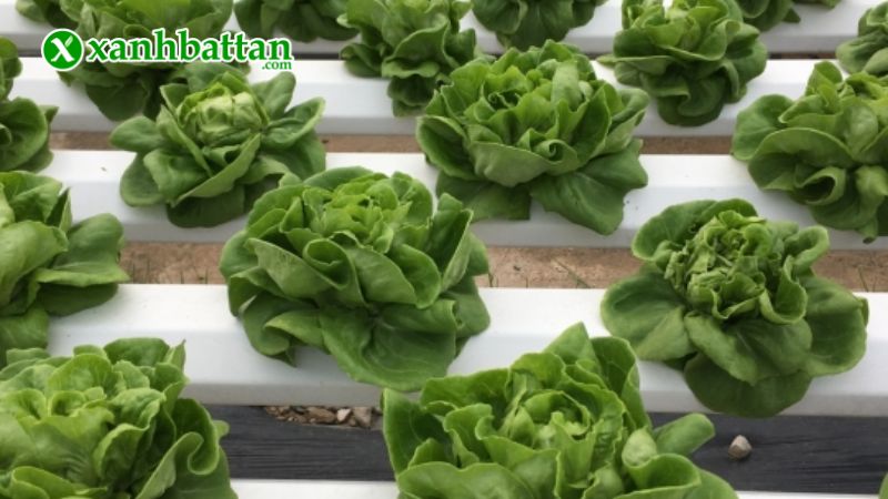 Hạt giống cây xà lách búp đăm là gì?