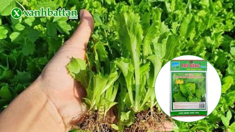 Hạt giống cây xà lách Minetto là gì?