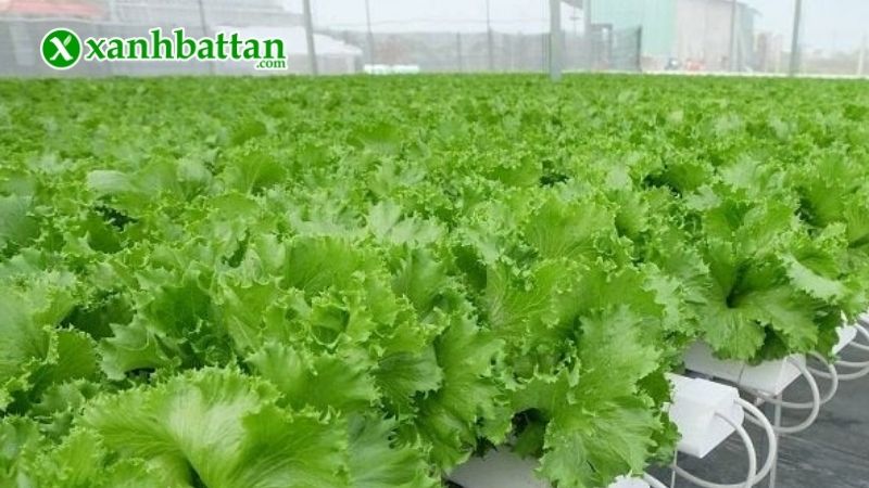 Hướng dẫn cách gieo trồng và bảo quản hạt giống cây xà lách Minetto
