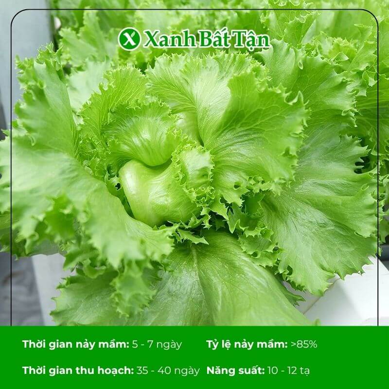 hạt giống xà lách minetto phú nông