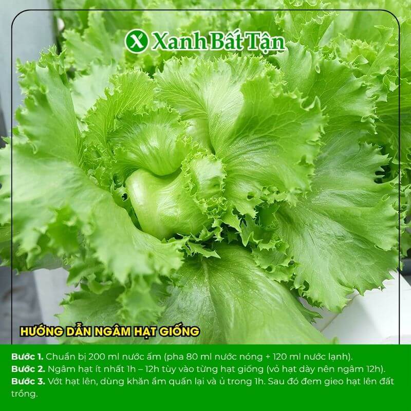 xà lách minetto trồng được quanh năm