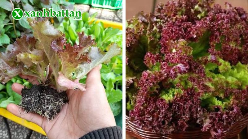 Hướng dẫn cách gieo trồng và bảo quản hạt giống xà lách tím Lollo Rossa