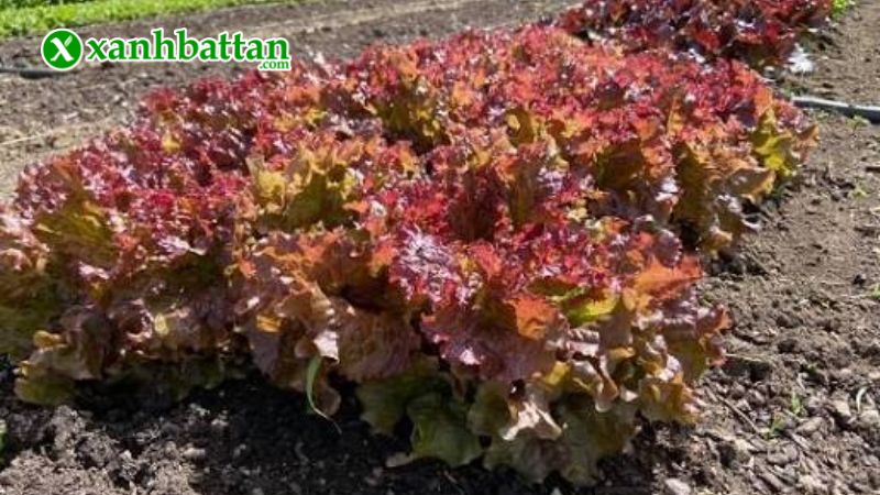 Hạt giống cây cải xà lách tím Lollo Rossa là gì?