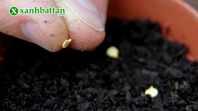 Hướng dẫn cách gieo trồng và bảo quản hạt giống cây xà lách vàng cao sản