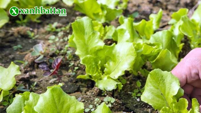 Hạt giống cây xà lách vàng cao sản là gì?