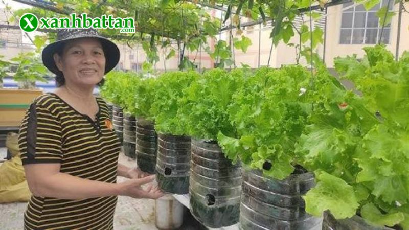 Hướng dẫn cách gieo trồng và bảo quản hạt giống xà lách xoăn sư tử