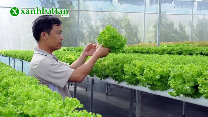 Hạt giống xà lách xoăn sư tử là gì?