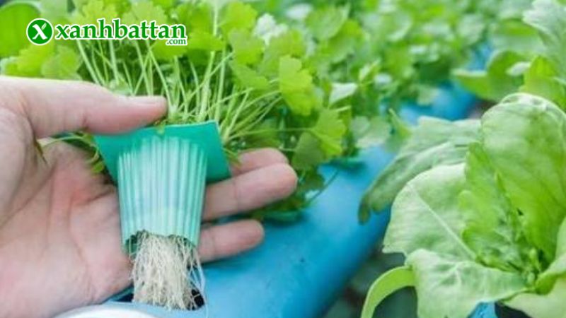 Hướng dẫn cách gieo trồng và bảo quản hạt giống cải xà lách xoong