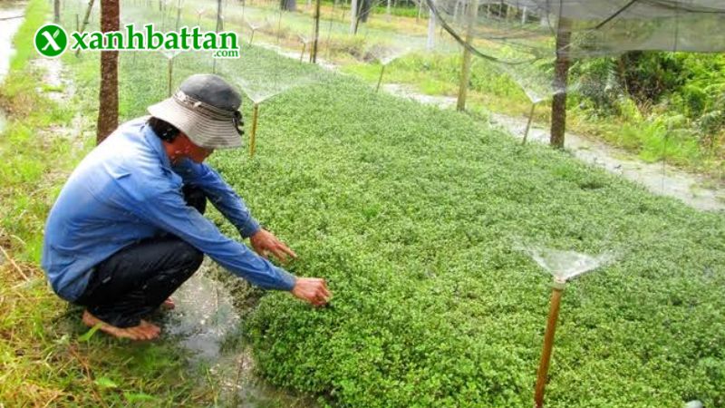 Hạt giống cải xà lách xoong là gì?