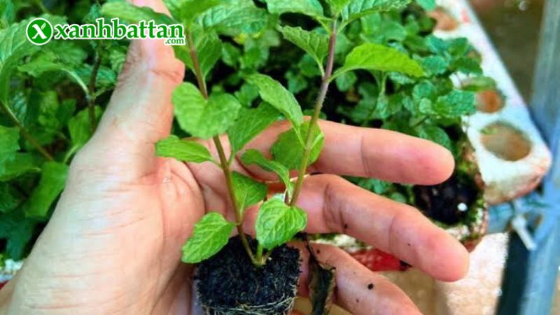 Hướng dẫn cách gieo trồng và bảo quản hạt giống cây húng lủi