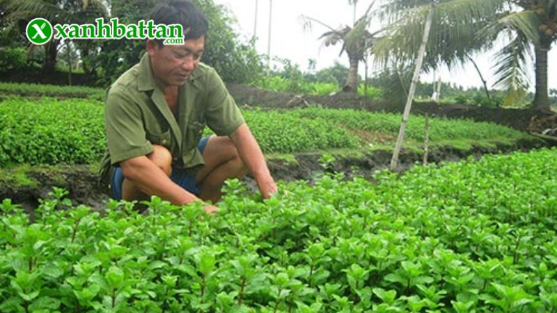 Hạt giống cây húng lủi (Bạc Hà Âu) là gì?