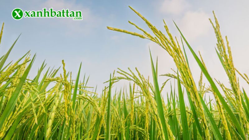 Hướng dẫn cách sử dụng, bảo quản phân bón Humic Hợp Trí