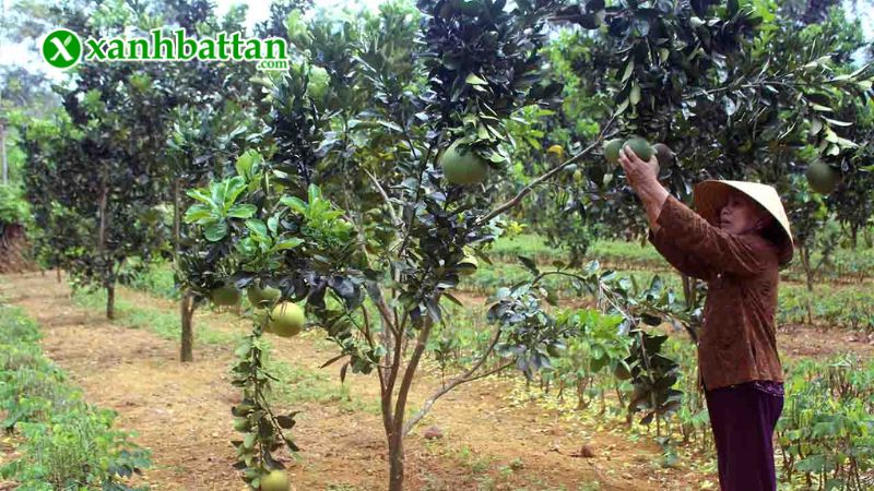 Hướng dẫn cách sử dụng, bảo quản phân bón Humic Hợp Trí