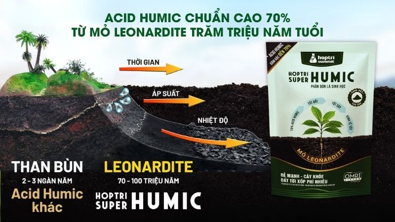 Humic Hợp Trí giúp ra rễ nhanh, cải tạo đất trồng hiệu quả