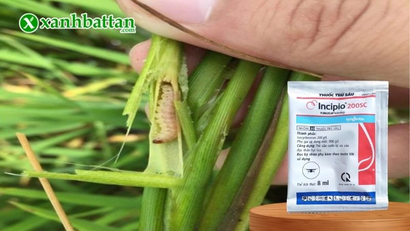 Thuốc trừ sâu INCIPIO 200SC SYNGENTA là gì?