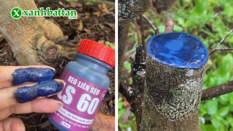 Hướng dẫn cách sử dụng, bảo quản keo liền sẹo da cây LS60