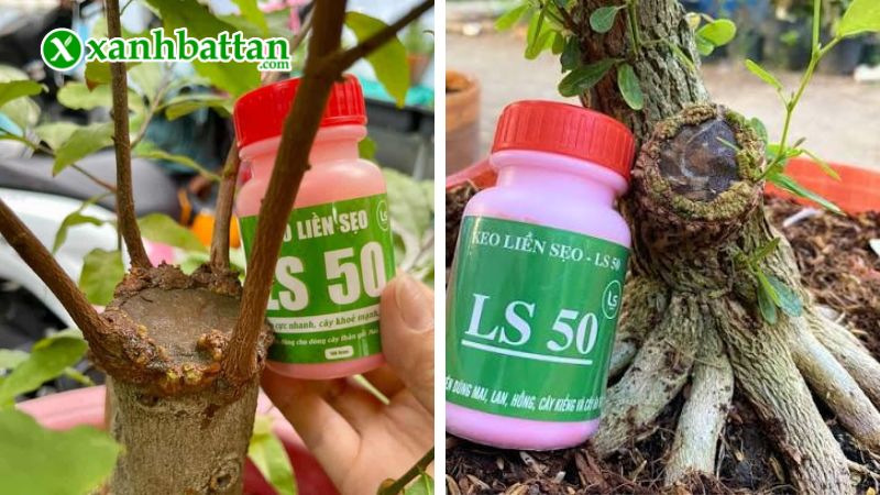 Keo liền sẹo LS50 là gì?