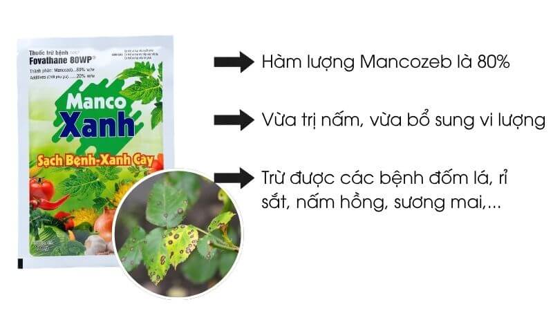 Manco xanh đặc trị bệnh phổ rộng