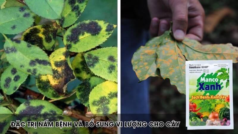 manco xanh chuyên trị rỉ sắt, nấm hồng, bổ sung vi lượng dưỡng lá xanh dày