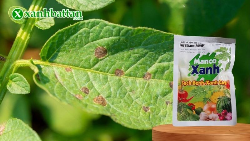 Thuốc đặc trị nấm phổ rộng Manco Xanh Fovathane 80WP là gì?