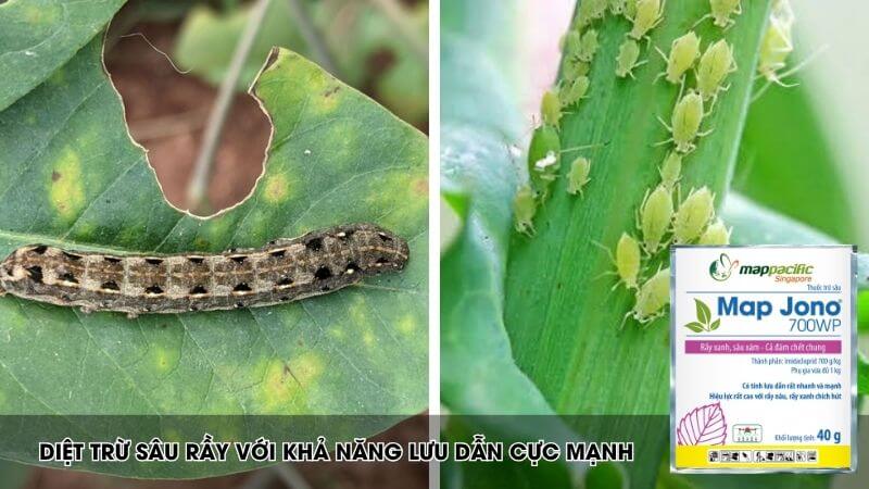 Map jono chuyên trị sâu rầy xanh, rầy nâu