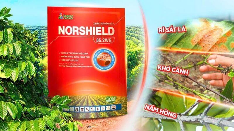 Norshield diệt trừ được nhiều loại nấm bệnh hại cây trồng