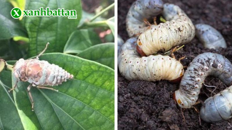 Hướng dẫn cách sử dụng, bảo quản nấm 3 màu thuỷ kinh sinh