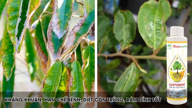 Thuốc trừ sâu sinh neem chito Điền Trang
