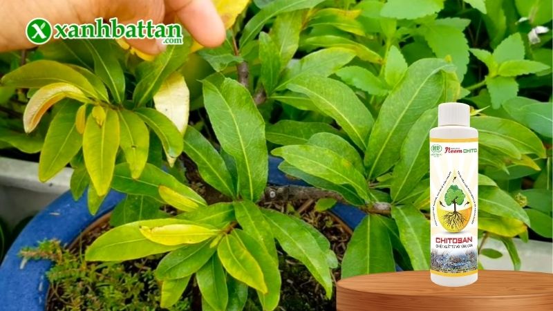 Neem Chitosan Điền Trang là gì?