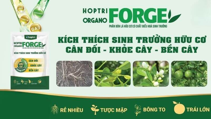 Organo forge Hợp Trí là phân lá hữu cơ