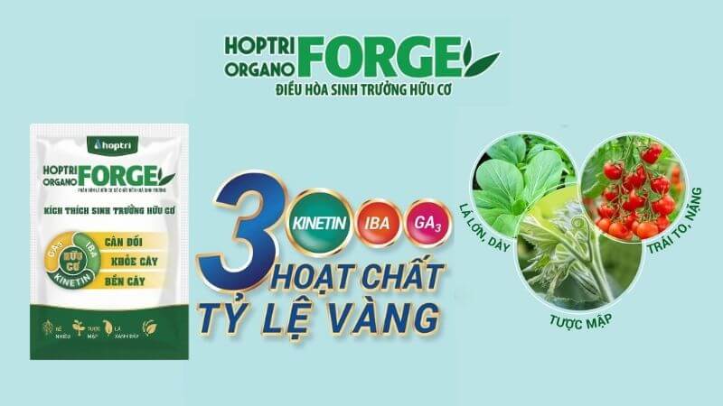 Organo forge Hợp Trí chứ kinetin, IBA, GA3