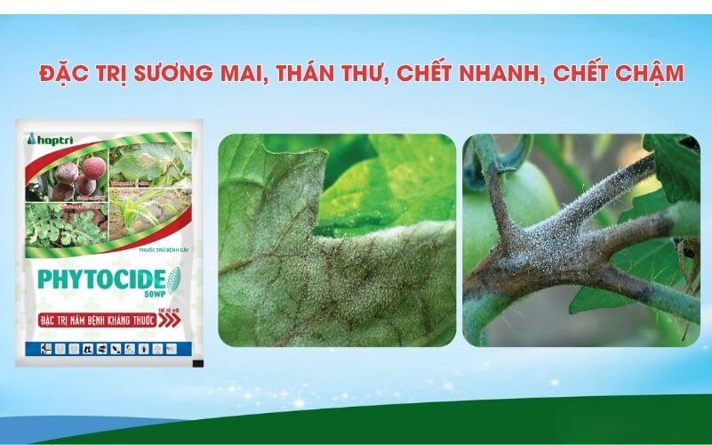 thuốc trừ nấm bệnh Phytocide 50wp hợp trí