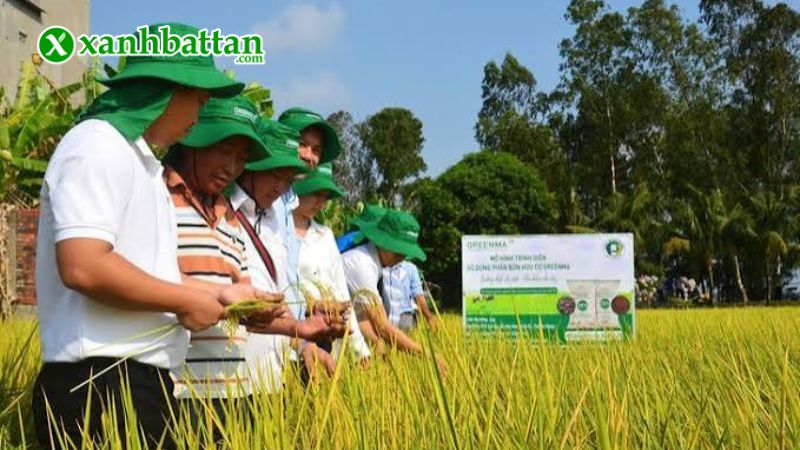 Hướng dẫn cách sử dụng, bảo quản phân bò viên nén Greenma
