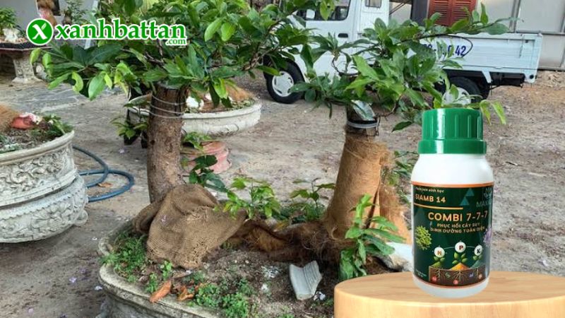 Phân bón dinh dưỡng Combi 7-7-7 là gì?