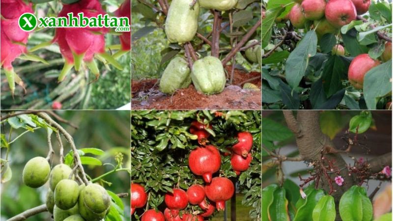 Hướng dẫn cách sử dụng, bảo quản phân bón DAP