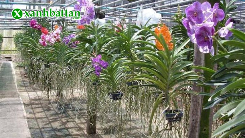 Hướng dẫn cách sử dụng, bảo quản phân bón Đầu Trâu Spray 2