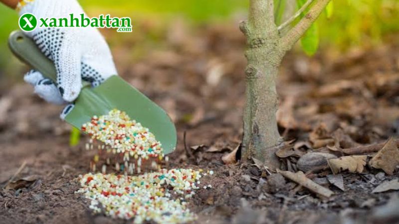 Hướng dẫn cách sử dụng, bảo quản phân bón hữu cơ Fert Grow 80 OM - TOTT Hoa Mai