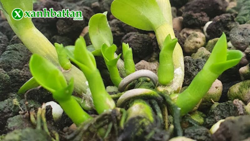 Hướng dẫn cách sử dụng, bảo quản phân bón Org Hum