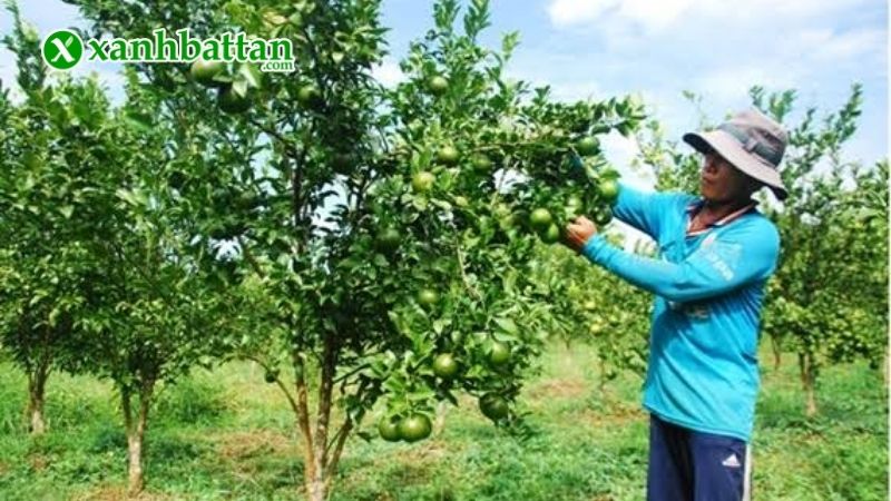 Hướng dẫn cách sử dụng, bảo quản phân bón NPK 30-10-10